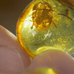 بقايا ديناصور.. في قطعة كهرمان!