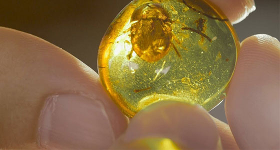 بقايا ديناصور.. في قطعة كهرمان!