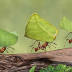 الأسرار الغامضة في ممالك النمل!