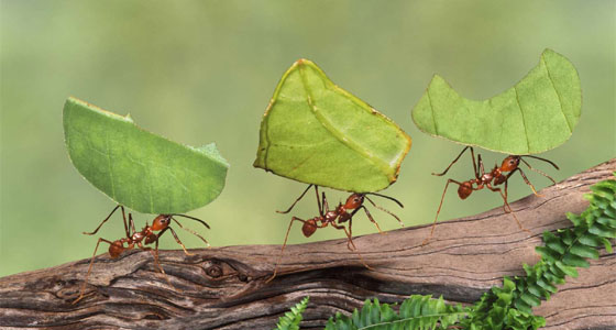 الأسرار الغامضة في ممالك النمل!