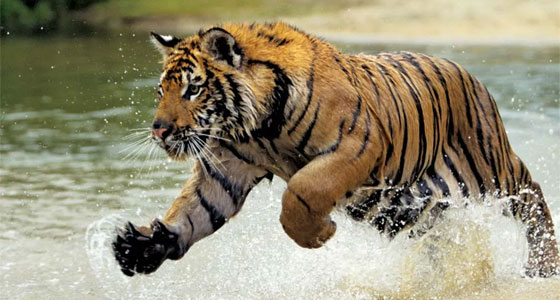 نمر البنغال بين الحقيقة والأساطير!