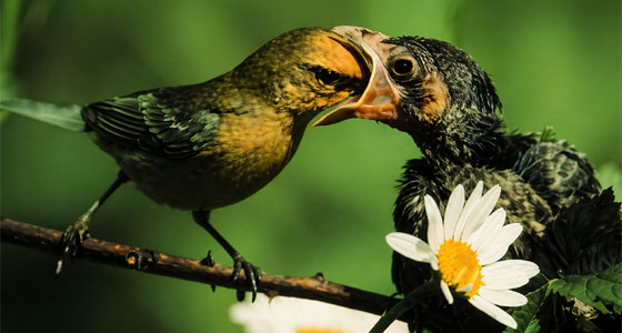 الخداع في عالم الطيور!