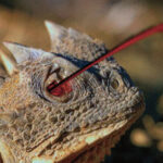 السحلية.. التي تطلق الدم من عينيها!