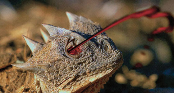 السحلية.. التي تطلق الدم من عينيها!