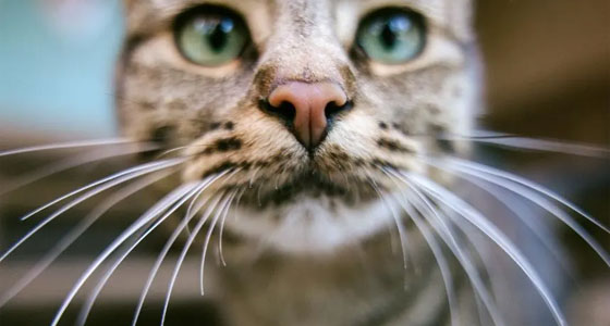 رادار.. في شوارب القطط!