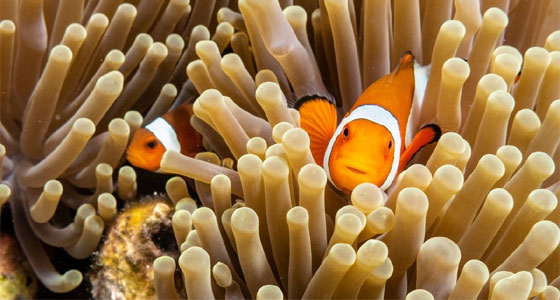 سر احتماء المهرج بشقائق النعمان