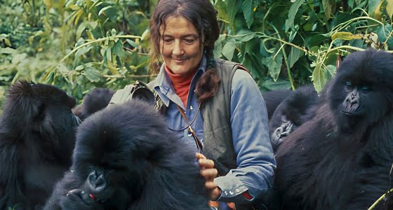 المرأة التي ضحت بنفسها دفاعاً عن الغوريلا!