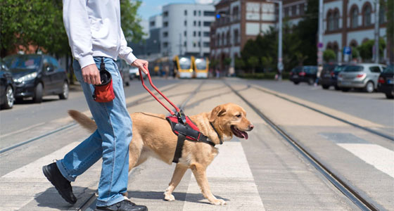 مهام مختلفة للكلاب.. في خدمة الإنسان!