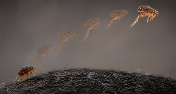 أخطر بهلوان في عالم الحشرات!