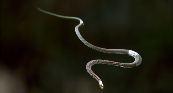 الأفعى الطائرة