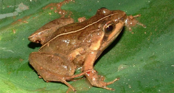 دواء.. من عرق الضفادع!