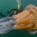 أقزام وعمالقة بين قناديل البحر!