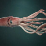 أين يعيش الحبّار العملاق؟