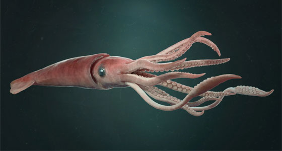 أين يعيش الحبّار العملاق؟