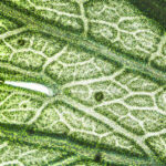 أوراق النباتات.. العجيبة!