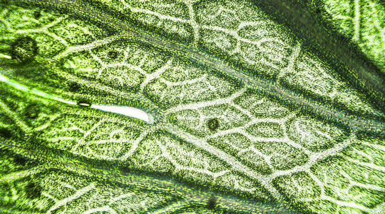 أوراق النباتات.. العجيبة!