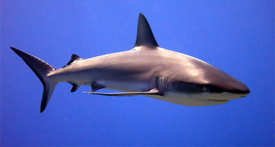 القرش الرمادي