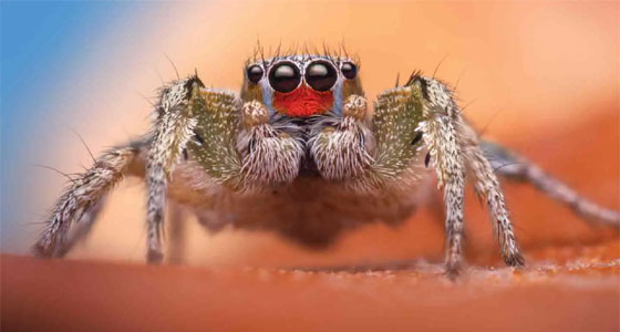عيون العناكب القافزة!