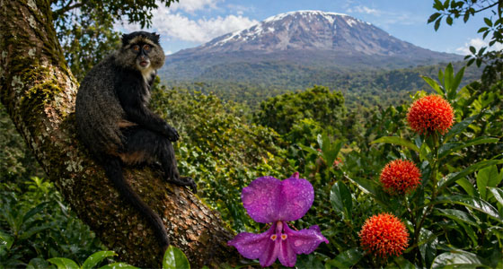 غرائب المخلوقات في أعلى جبال أفريقيا!