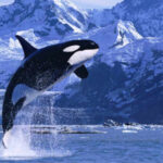 حوت مهذب.. لكنه قاتل!