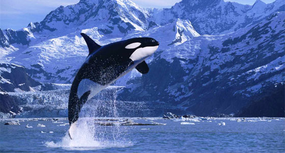 حوت مهذب.. لكنه قاتل!