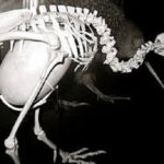 البيضة الغريبة لطائر الكيوى!