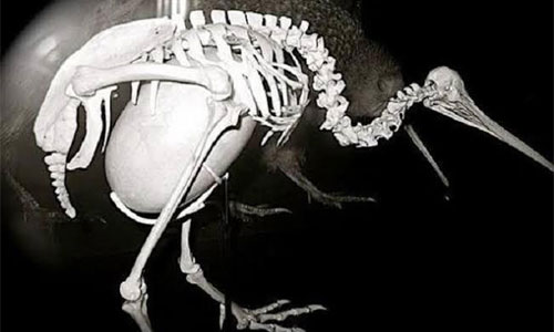 البيضة الغريبة لطائر الكيوى!