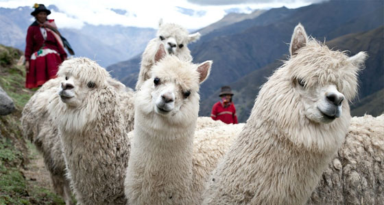 الفراء الثمين لجمال اللاما!