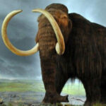 أسلحة من أنياب الماموث