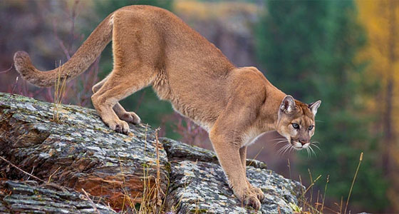 الأسد الجبلي