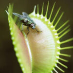 النباتات آكلة الحشرات