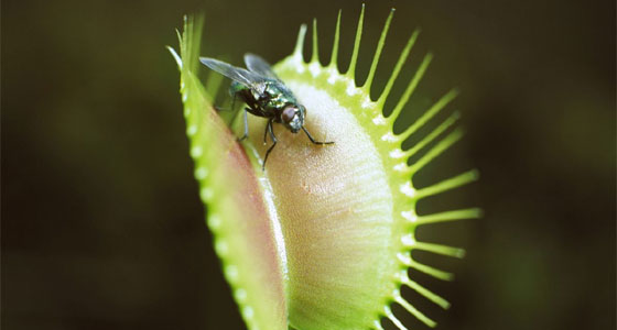 النباتات آكلة الحشرات