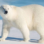 الدب القطبي