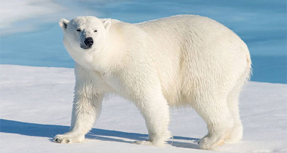 الدب القطبي