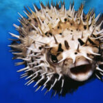 وحش مخيف.. اسمه سمك القنفذ!