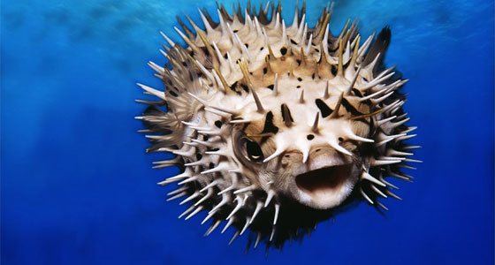 وحش مخيف.. اسمه سمك القنفذ!