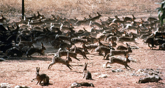 جيش من الأرانب!
