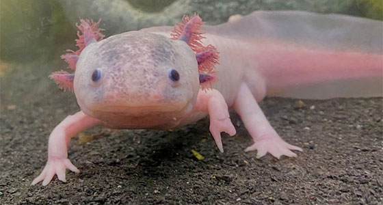 الحاسة السادسة لسمندل الماء