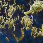 ذكر فرس البحر.. أب حنون!