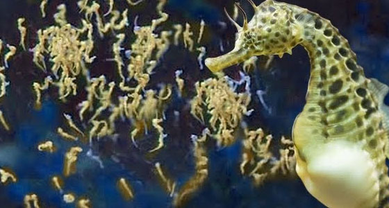 ذكر فرس البحر.. أب حنون!