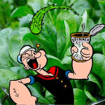 السبانخ: الغذاء الشتوي