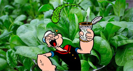 السبانخ: الغذاء الشتوي