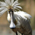 طائر غريب اسمه أبو ملعقة!