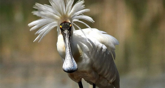 طائر غريب اسمه أبو ملعقة!