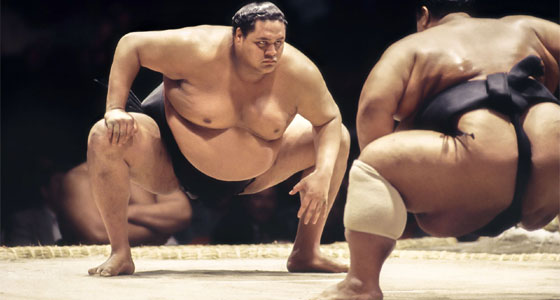 الديناصورات تلعب رياضة السومو