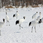 لماذا يقف هذا الطائر على قدم واحدة؟