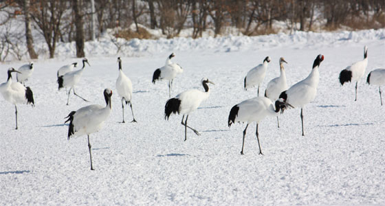 لماذا يقف هذا الطائر على قدم واحدة؟