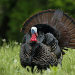 اكتشاف الديك الرومي مع اكتشاف أمريكا!