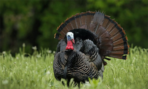 اكتشاف الديك الرومي مع اكتشاف أمريكا!