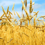 القمح.. الغذاء النووي!